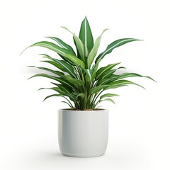 A potted green plant with white stripes on its leaves,