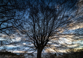 Fototapeta premium 大寒の朝