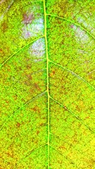 Close up of figs leaf surface