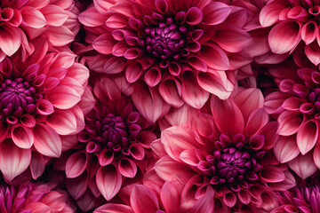 magenta pink fusia dahlias flowers background wall texture pattern seamless wallpaper