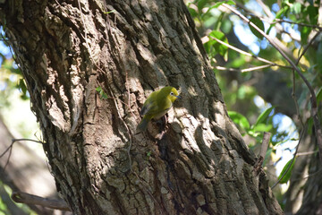 木に留まる小鳥