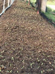 oganic leaves on the ground