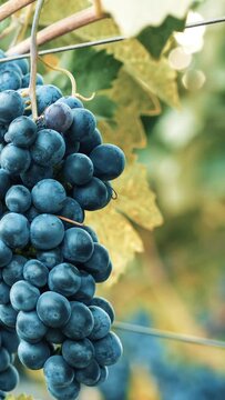 grapes on vine close-up. Vertical design in 9:16 ratio for smartphone and social media