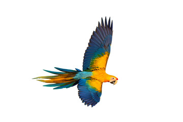 Beautiful flying Camelot Macaw isolated on transparent background png file	