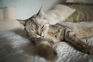 Portrait of a beautiful cat. Cute Cat Portrait. Happy Pet. Gray Scottish Straight cat sleeping.Home scene