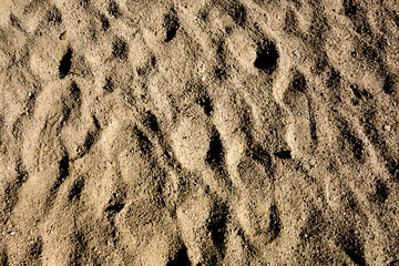 tracks in sand