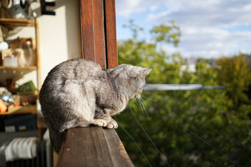 Portrait of a beautiful cat. Cute Cat Portrait. Happy Pet. Gray Scottish Straight cat sleeping.Home scene