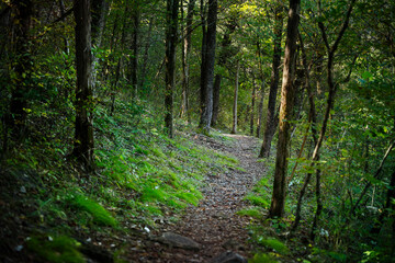 Upland Path