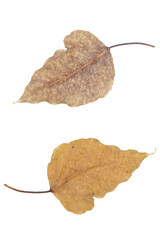 Dry leaf on white backgrounds, Autumn creative composition.