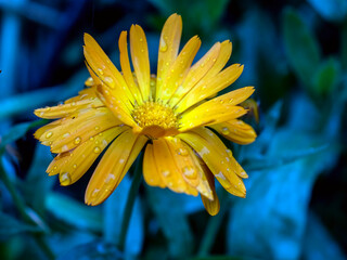 calendula flower with morning dew drops