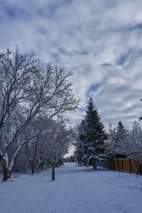 Winter Wonders: A Visual Symphony of Nature's Elegance in the Frosty Embrace