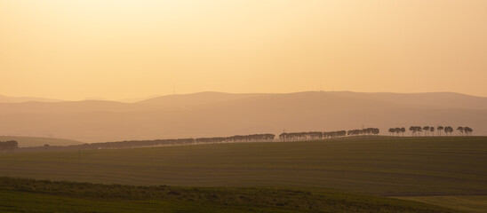 Obraz premium Trees planted in a row. Shemakha. Azerbaijan.