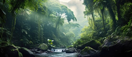 Costa Rican rainforest - obrazy, fototapety, plakaty
