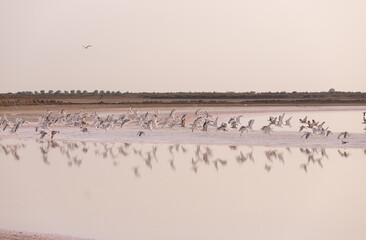  A flock of seagulls flies over a salt lake.