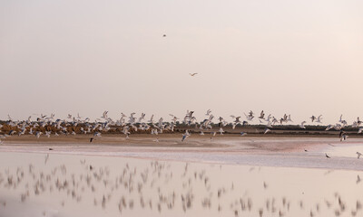  A flock of seagulls flies over a salt lake.