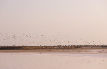  A flock of seagulls flies over a salt lake.