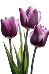 Purple tulips on a white background