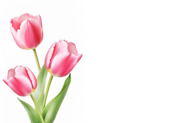 Fototapeta premium Pink tulips on a white background copy space