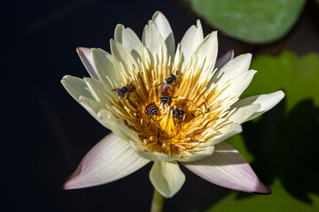 busy working bees on white lotus flower pond