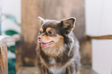 Cute dog relaxing on floor at modern living room