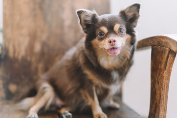 Cute dog relaxing on floor at modern living room