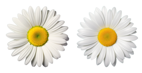 white daisy flower isolated on transparent background, top-down view