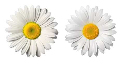 Fotobehang white daisy flower isolated on transparent background, top-down view © alixim