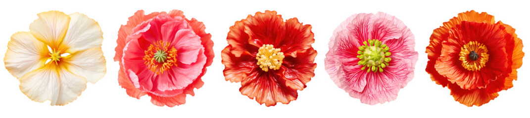 different exotic poppy flowers isolated on a transparent background, top view - obrazy, fototapety, plakaty
