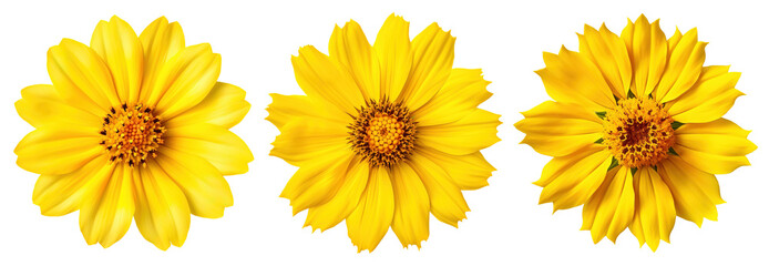 collection of yellow daisy and tickseed flowers isolated on a transparent background, no leaves and branches