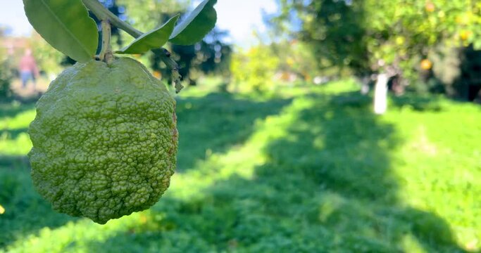 Kaffir Lime hanging on tree branch in garden, eye level view. Lockdown shot of a bunch of lemon fruits on windy day. Citrus agriculture, import-export trade, nature and food background