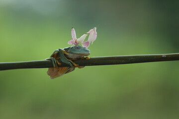 a frog, an orchid mantis, a cute frog and an orchid mantis on its back
 - obrazy, fototapety, plakaty