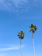 Obraz premium two palm trees and a blue sky background