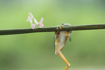 a frog, a mantis orchis, a cute frog and an orchid mantis beside him