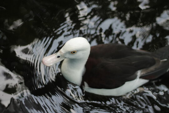 A Radjah shellduck is swimming in the pond