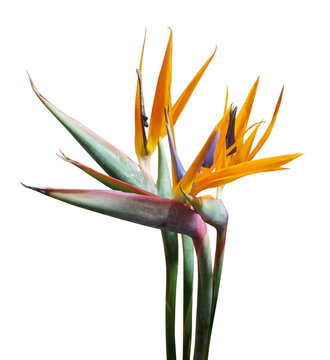 Bird of paradise flower isolated on transparent background