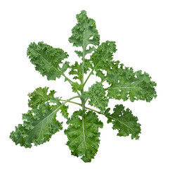 Curly kale plant healthy vegetarian food isolated on transparent background.