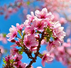 Obraz premium Pink cherry blossom closeup photography background