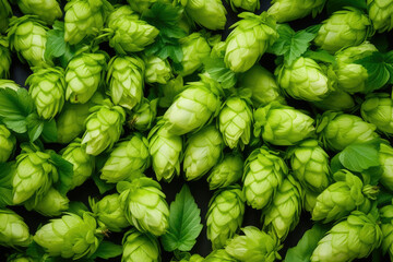 Nature cone plant closeup agriculture fresh brewery hop background beer ingredients green