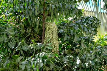 Close Up View Young Green Fruits Of Fishtail Palm Or Caryota Mitis Hanging On The Tree In The Garden
