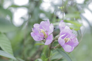 Obraz premium Close-up of Purple Wildflowers with Soft Focus Background Purple flowers in bloom with lush green foliage