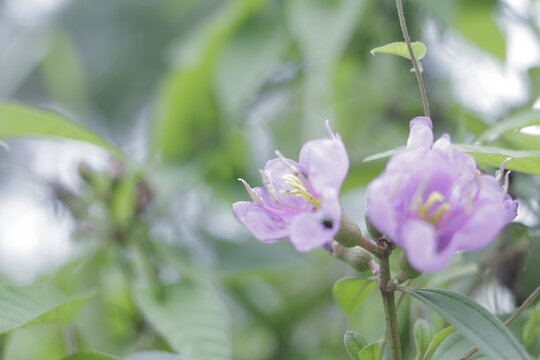 Close-up of Purple Wildflowers with Soft Focus Background Purple flowers in bloom with lush green foliage