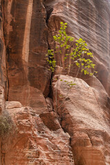 A small green bush grows on the wall of the gorge Al Siq in Nabatean kingdom of Petra in Wadi Musa...