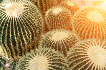 thorn cactus texture background. Golden barrel cactus, golden ball or mother-in-law's cushion Echinocactus grusonii is a species of barrel cactus which is endemic to east-central Mexico