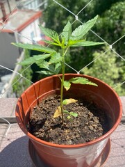 Planta de marihuana tomando sol. 