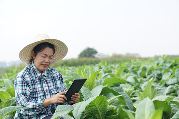 Fototapeta premium Asian woman gardener is at garden, wears hat, plaid shirt, holds smart tablet to inspect growth and diseases of plants. Concept, agriculture inspection, study survey and research to develop crops. 