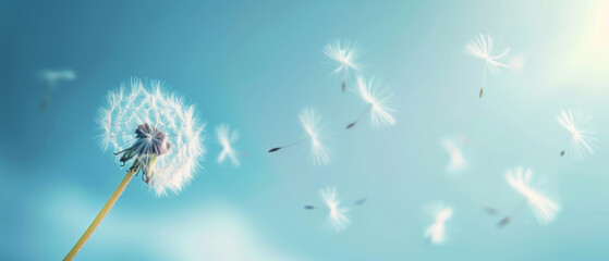 The ethereal beauty of a Danish clock dispersing seed in the field wallpaper summer floats through the wind in the sky