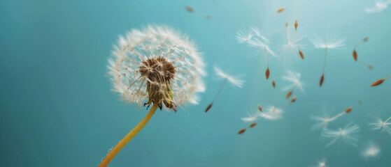 The ethereal beauty of a Danish clock dispersing seed in the field wallpaper summer floats through the wind in the sky