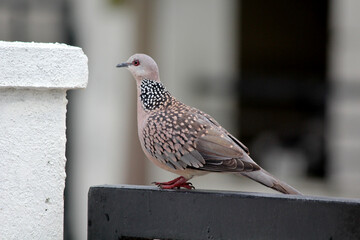 pigeon bird on the house gate wall