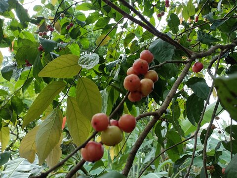 Flacourtia jangomas, or also known as the Indian coffee plum, Indian plum, or scramberry, is a lowland and mountain rain forest tree in the family Salicaceae.