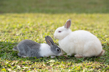 Grey and white rabbit are eating grass.Selective focus.Rabbits are on nature background.
